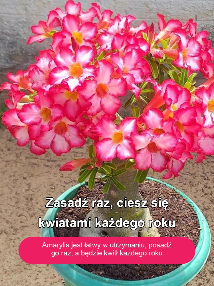 Cebula Róży Pustynnej 100 Lat Życia – Odporna Na Suszę, Piękne Kwiaty 1