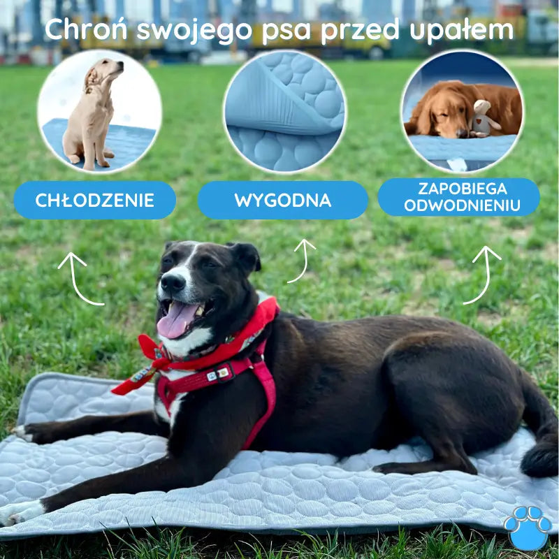 MrFluffyFriend® Mata Chłodząca dla Psa i Kota – Komfort w Gorące Dni 1