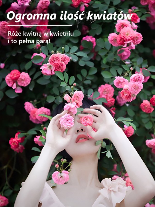 Nasiona Róż Pnących Całoroczne – Zdobądź Piękno Swojego Ogrodu 2