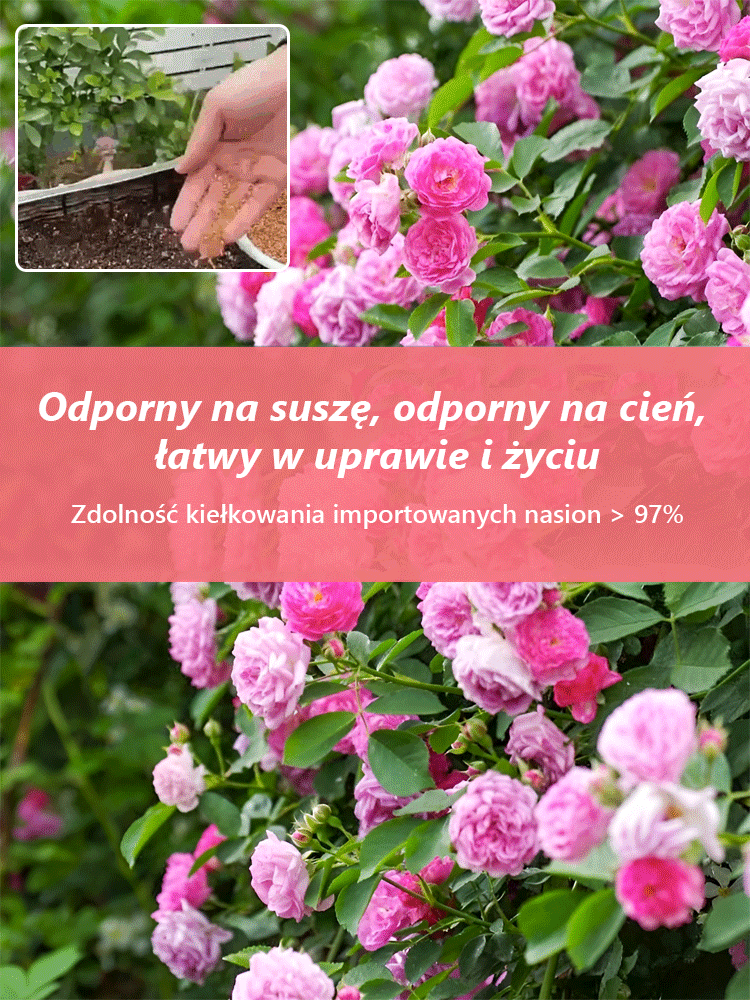 Nasiona Róż Pnących Całoroczne – Zdobądź Piękno Swojego Ogrodu 5