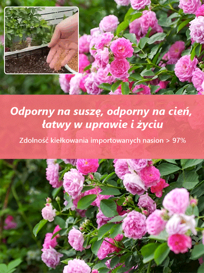 Nasiona Róż Pnących Całoroczne – Zdobądź Piękno Swojego Ogrodu 5