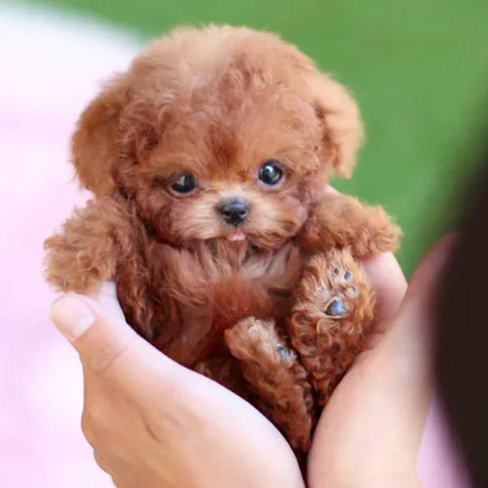 PupSnugs Pluszowy Pies – Realistyczny Towarzysz do Przytulania 2